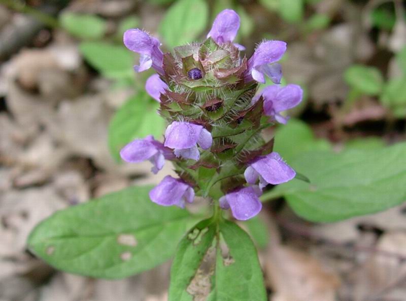 Prunella vulgaris / Prunella comune