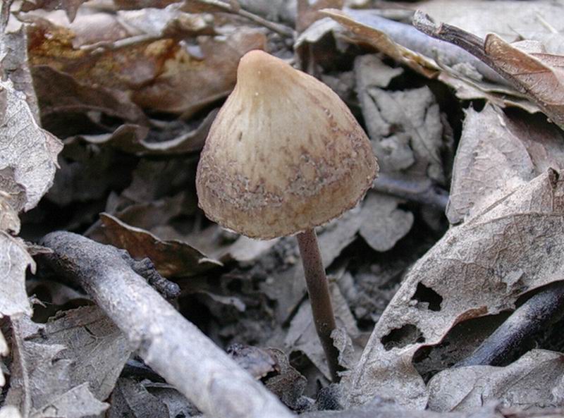 ...funghi da determinare (Panaeolus sp.)