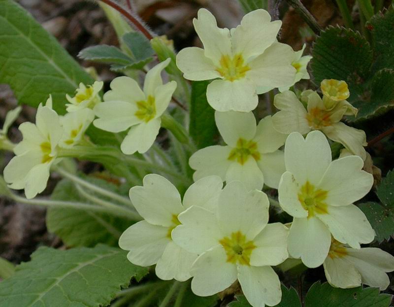Primula vulgaris, Veronica sp. e Thimus sp.