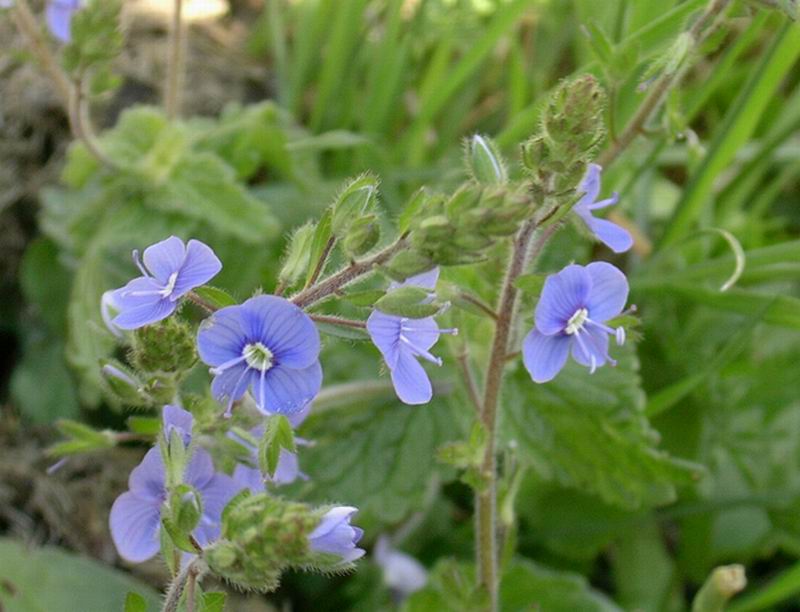 Primula vulgaris, Veronica sp. e Thimus sp.