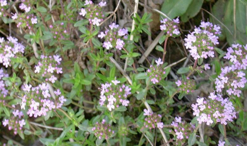 Primula vulgaris, Veronica sp. e Thimus sp.