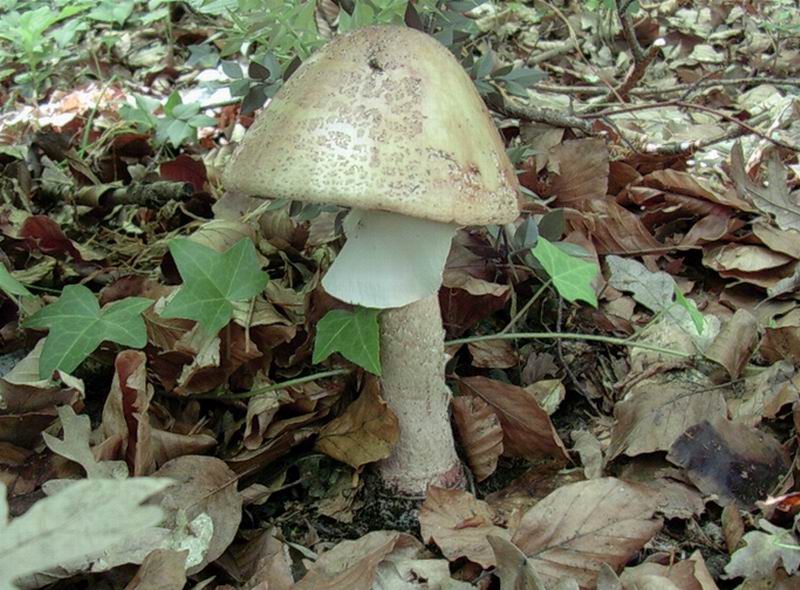 Amanita rubescens 10.06.05