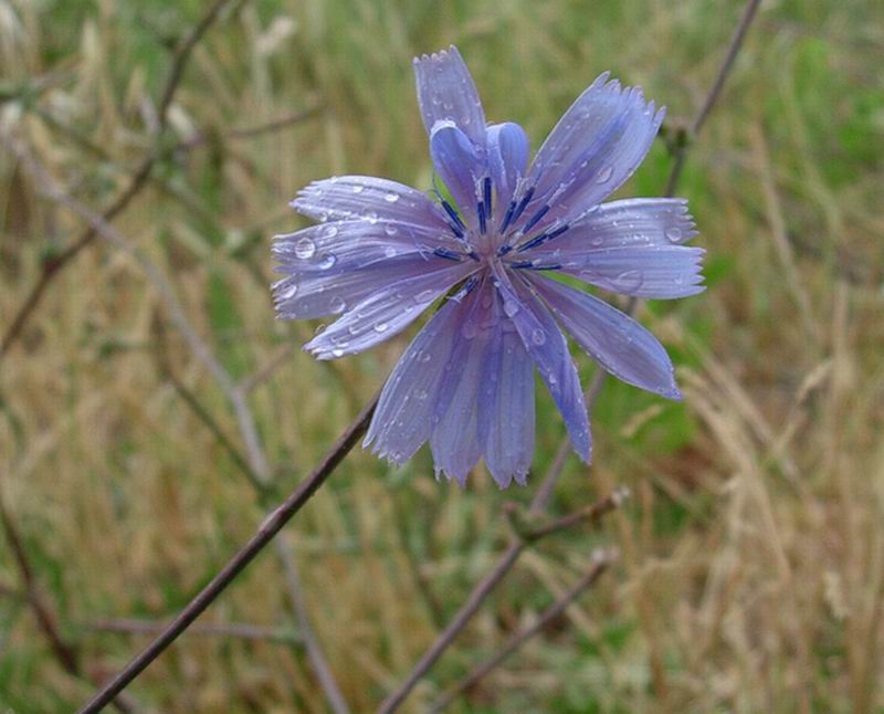 Cichorium intybus e Vicia cracca