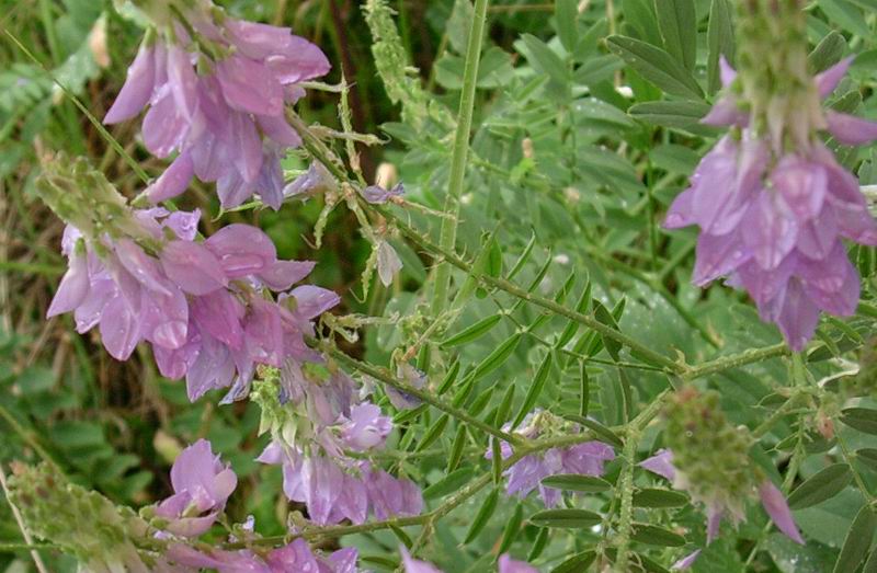Cichorium intybus e Vicia cracca