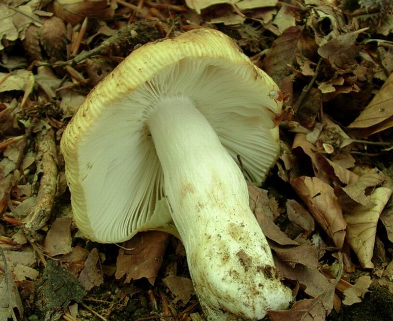russula 17.06