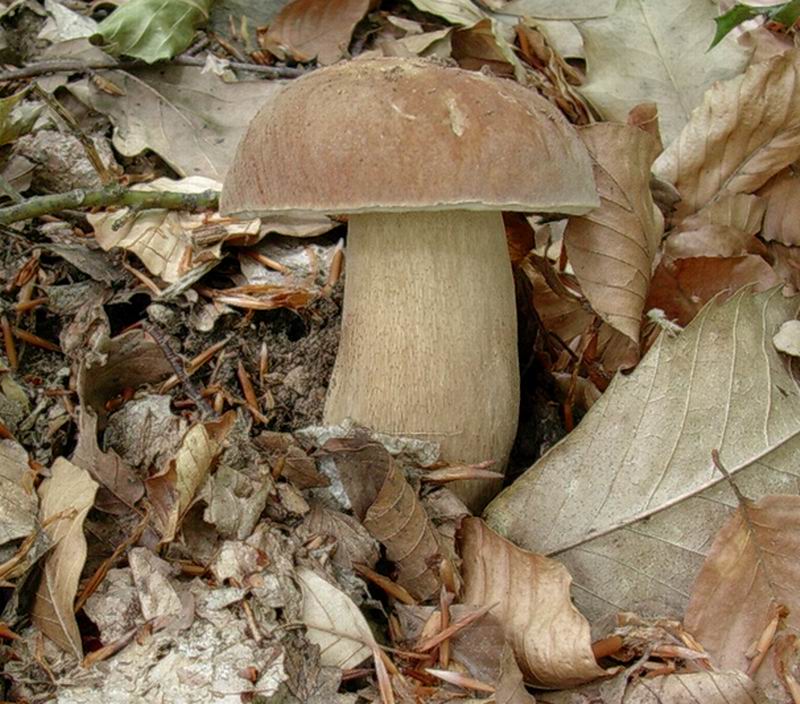 porcini  31.05.05 (Boletus reticulatus)