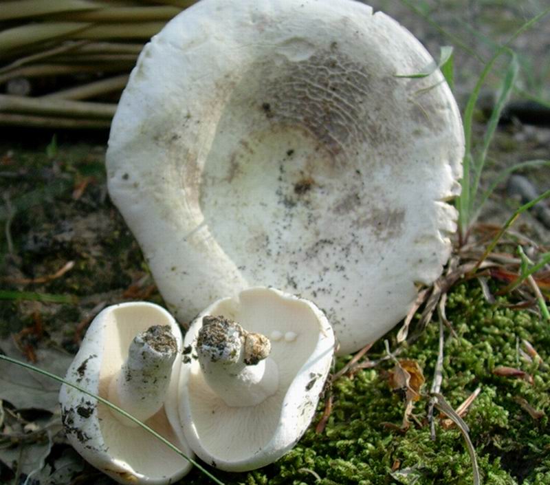 Lactarius piperatus 07.06.05