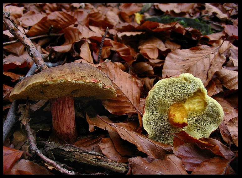 quello che ho incontrato sabato 6/11 e altro