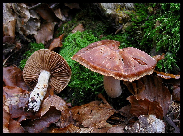 quello che ho incontrato sabato 6/11 e altro