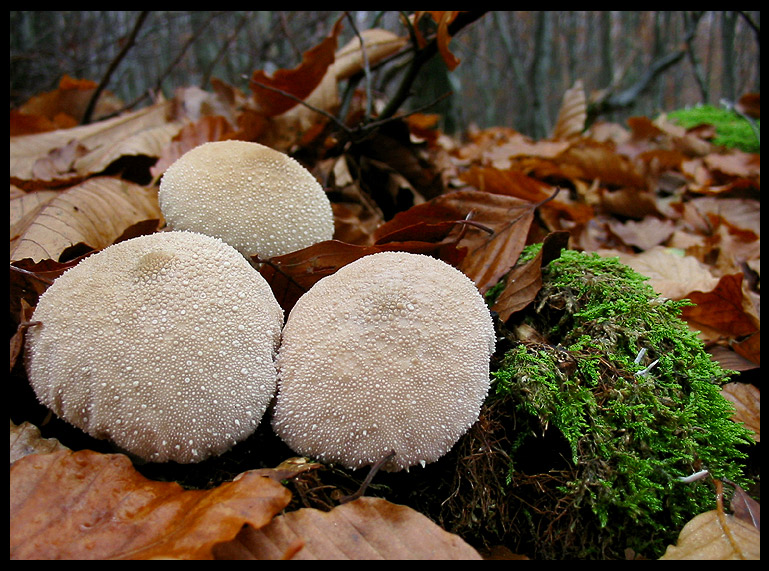 quello che ho incontrato sabato 6/11 e altro