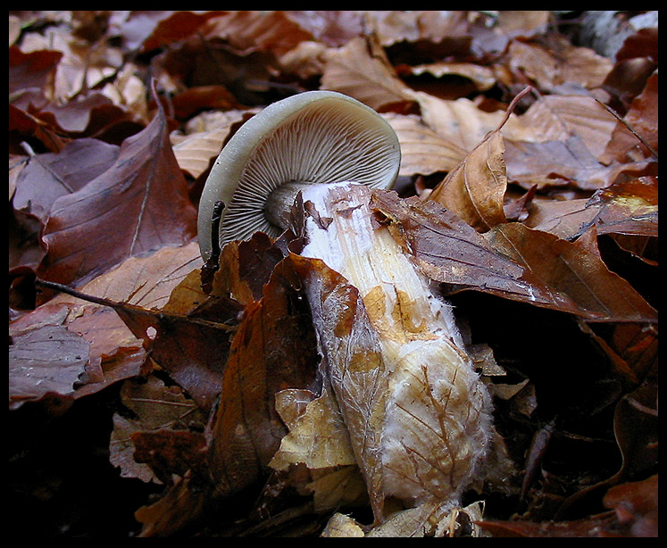 quello che ho incontrato sabato 6/11 e altro