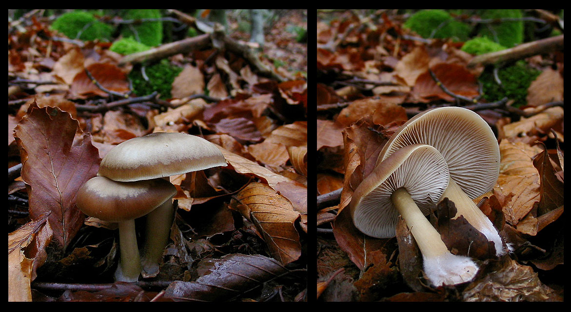 quello che ho incontrato sabato 6/11 e altro