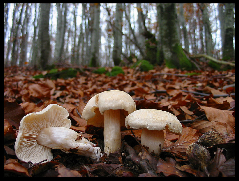 quello che ho incontrato sabato 6/11 e altro