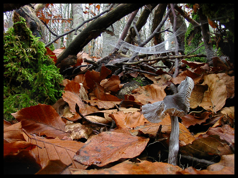 quello che ho incontrato sabato 6/11 e altro