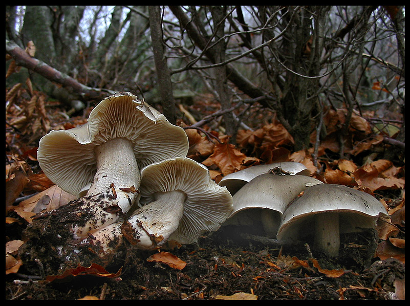quello che ho incontrato sabato 6/11 e altro
