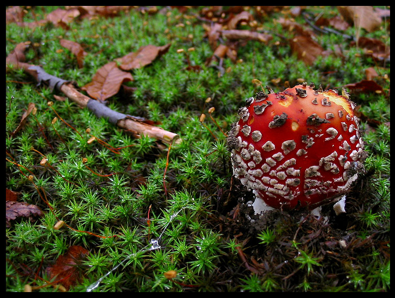 quello che ho incontrato sabato 6/11 e altro