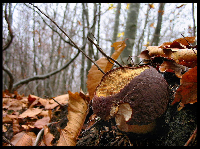 quello che ho incontrato sabato 6/11 e altro