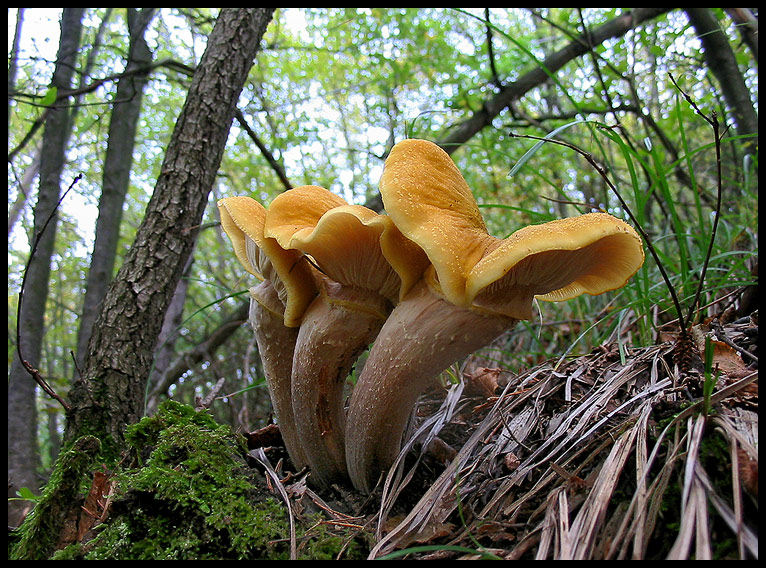 quello che ho incontrato sabato 6/11 e altro