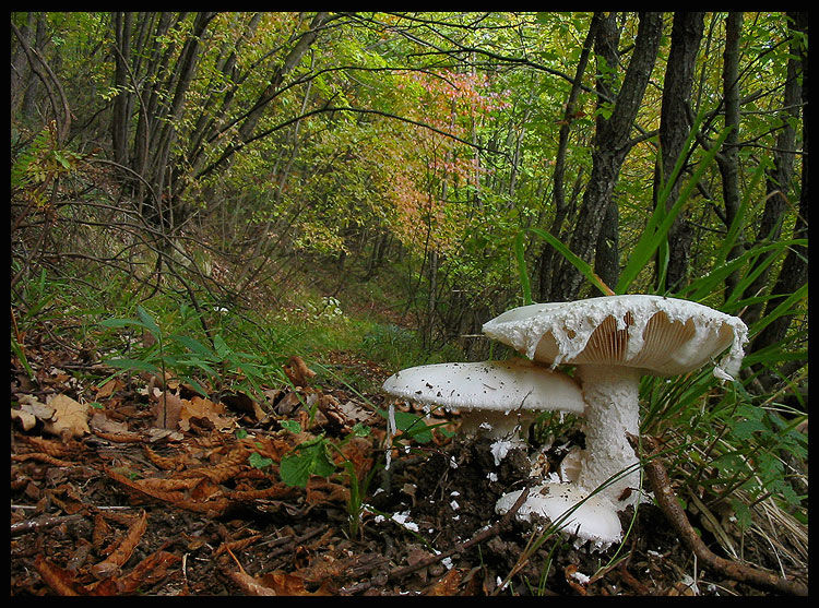 quello che ho incontrato sabato 6/11 e altro