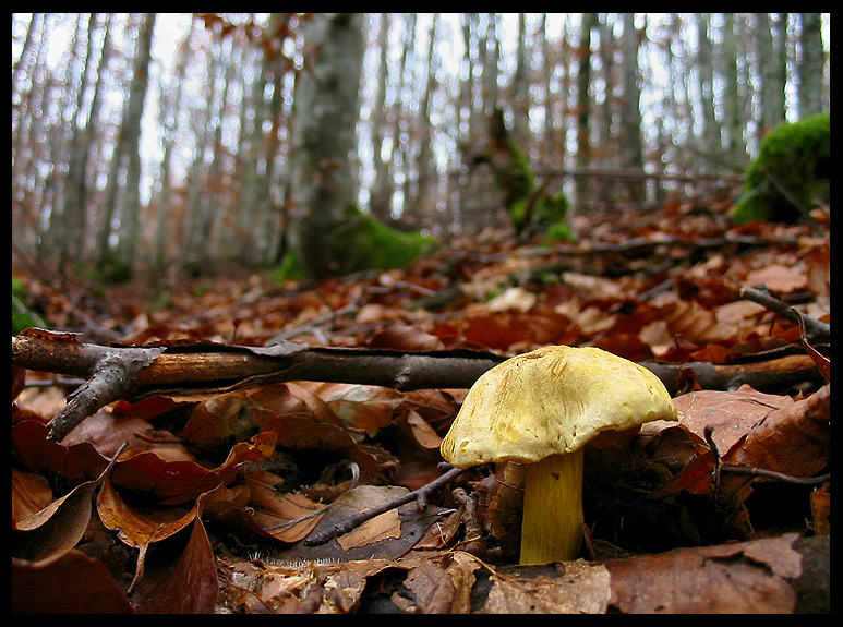 quello che ho incontrato sabato 6/11 e altro