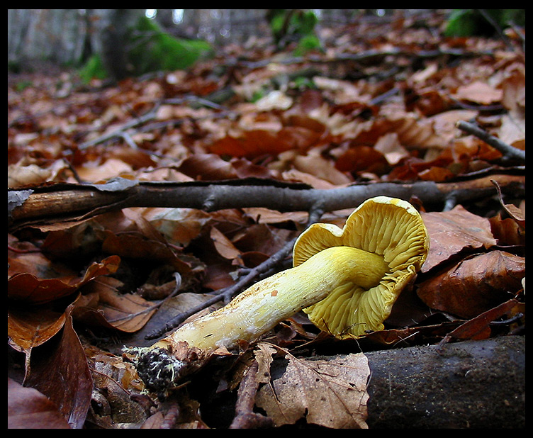 quello che ho incontrato sabato 6/11 e altro