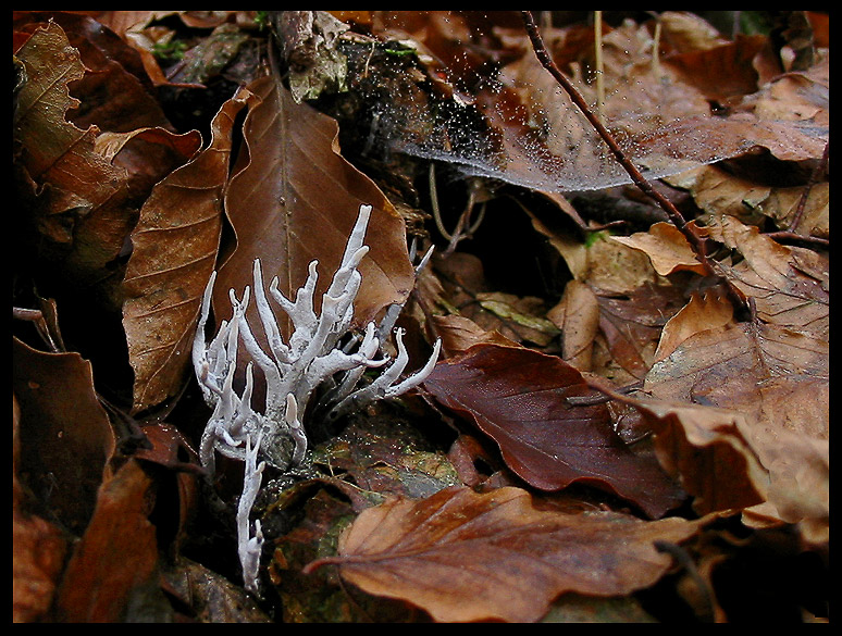 quello che ho incontrato sabato 6/11 e altro