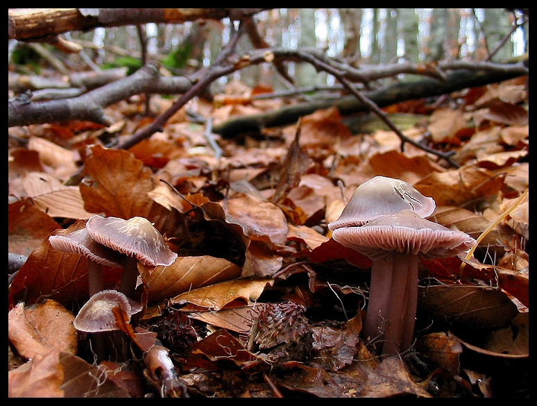 quello che ho incontrato sabato 6/11 e altro
