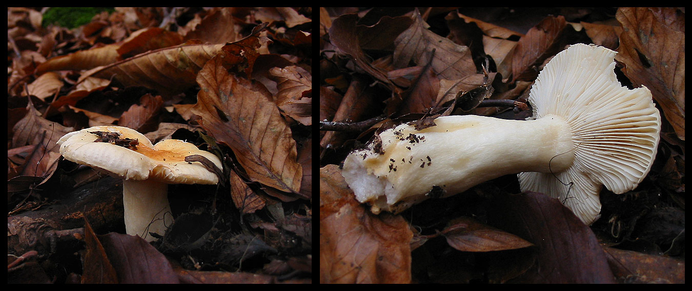 quello che ho incontrato sabato 6/11 e altro