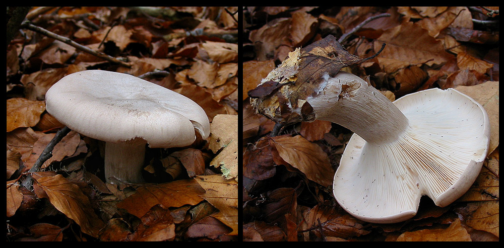 quello che ho incontrato sabato 6/11 e altro