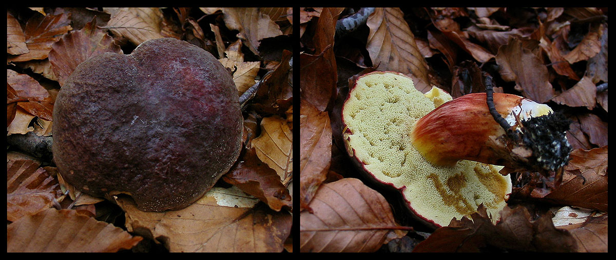 quello che ho incontrato sabato 6/11 e altro