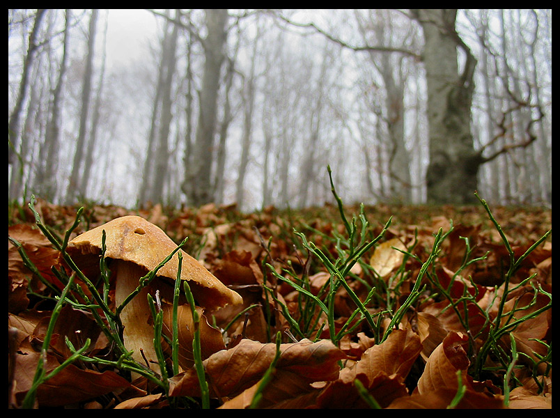 quello che ho incontrato sabato 6/11 e altro