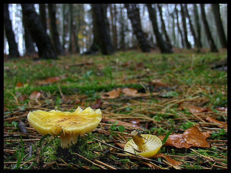 quello che ho incontrato sabato 6/11 e altro