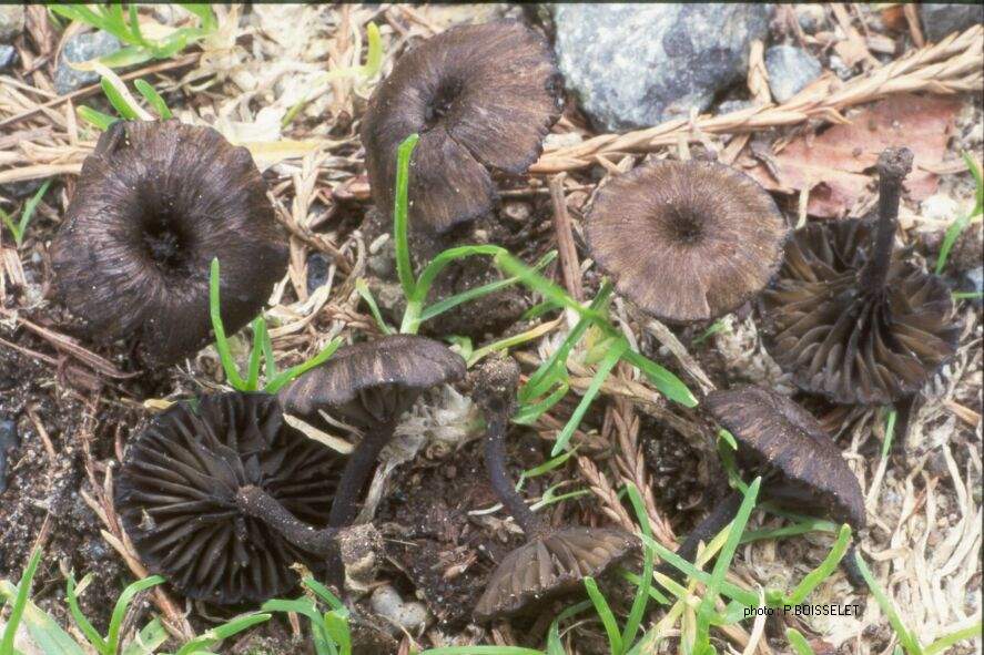 Melanomphalia nigrescens