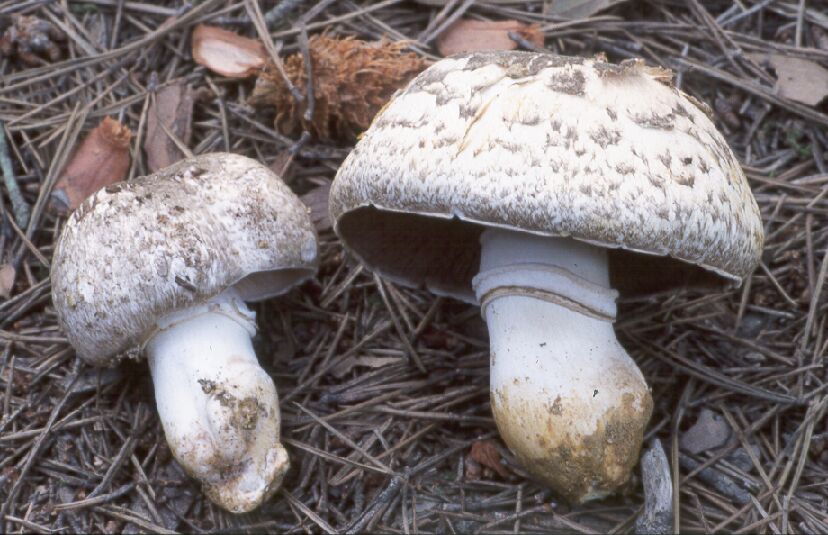 Agaricus pseudopratensis