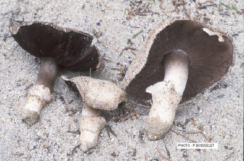 Agaricus robynsianus