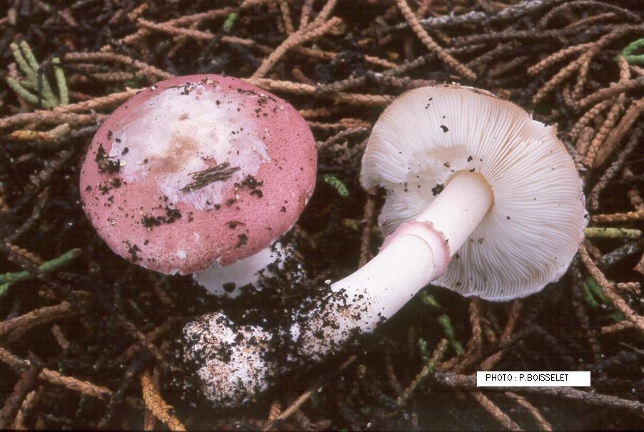 Leucoagaricus idae-fragum