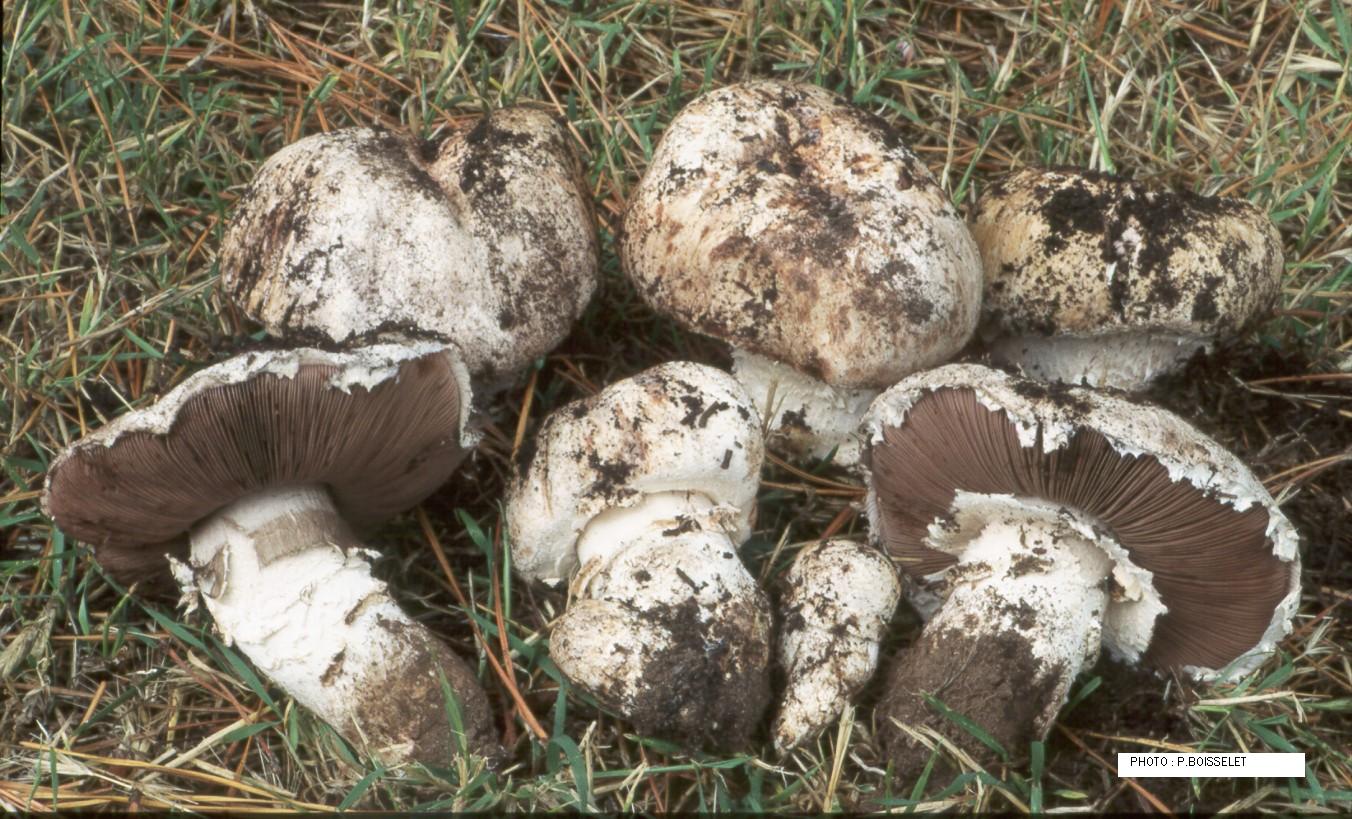 Agaricus padanus