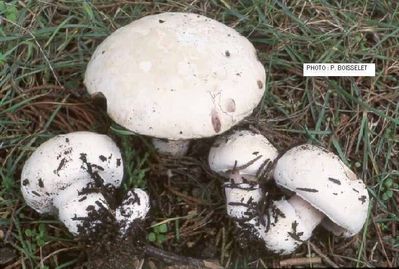 Agaricus gennadii