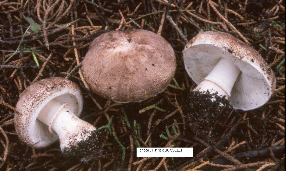 Leucoagaricus cupresseus