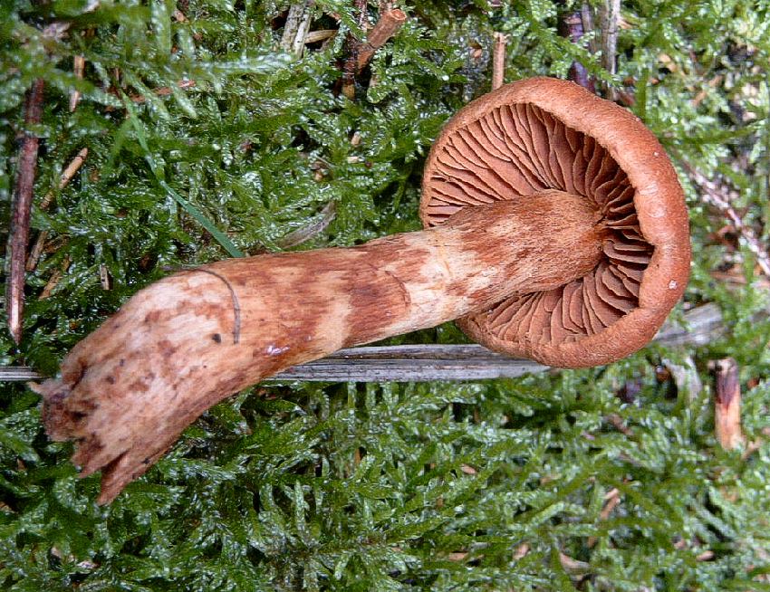 Cortinarius speciosissimus