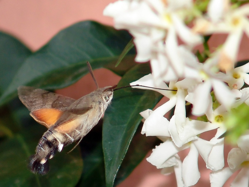 Macroglossum stellatarum