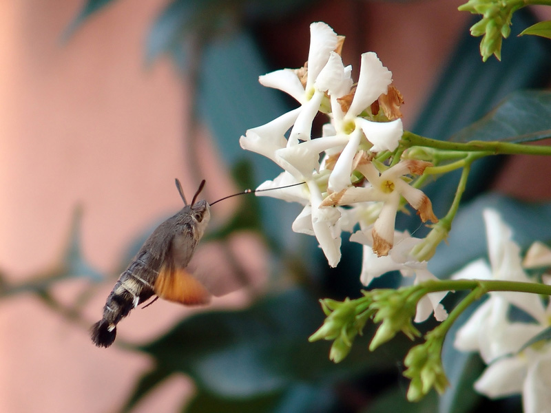 Macroglossum stellatarum