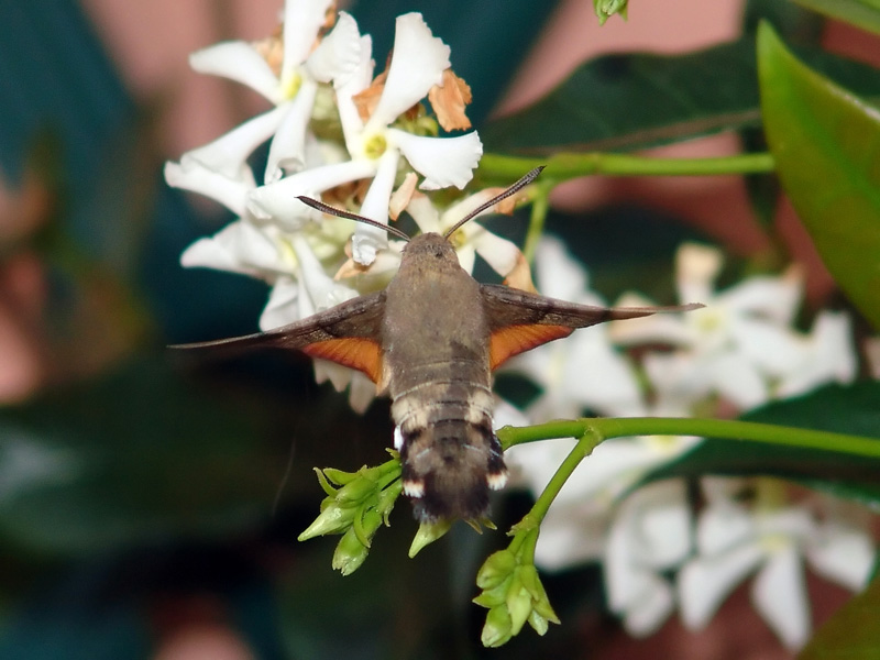 Macroglossum stellatarum