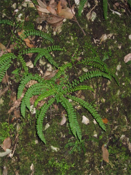 Asplenium trichomanes / Asplenio tricomane