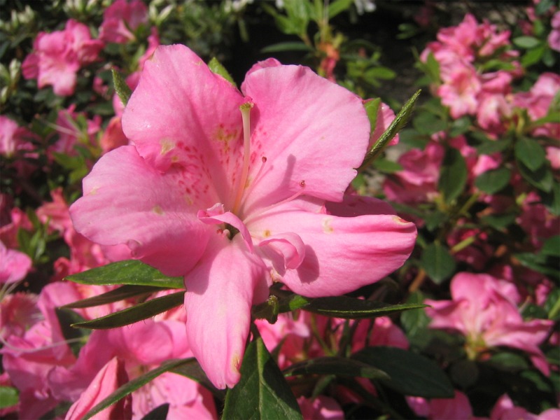 Fiori vari - coltivati e non