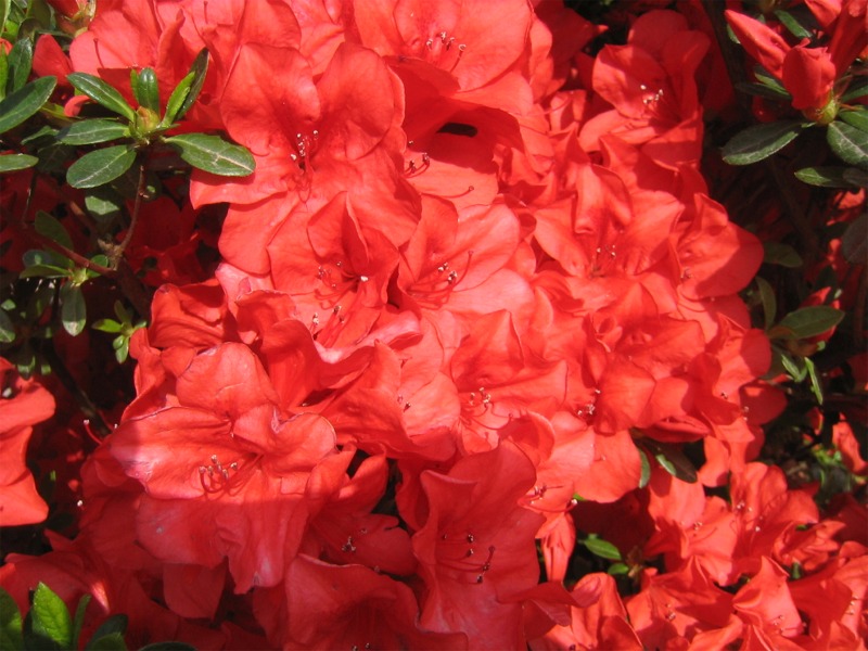 Fiori vari - coltivati e non