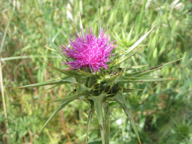 Silybum marianum / Cardo mariano