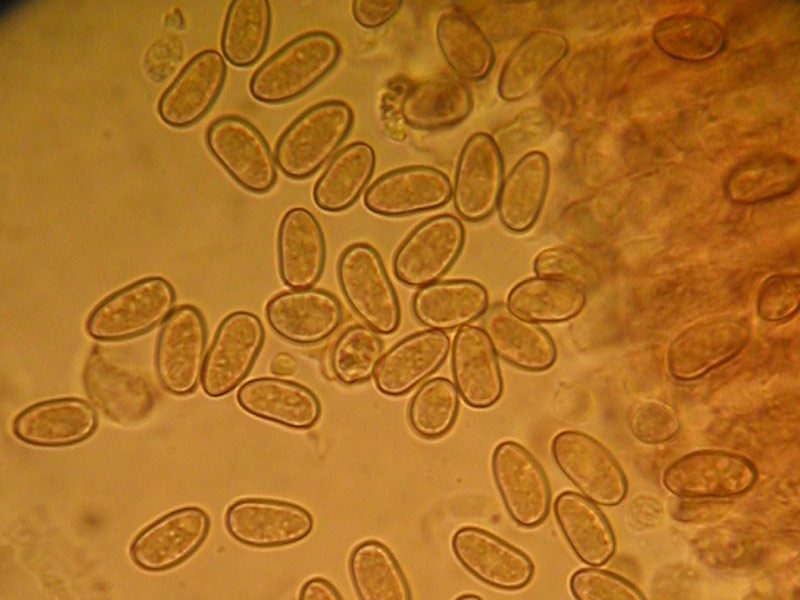 Inocybe heimii.