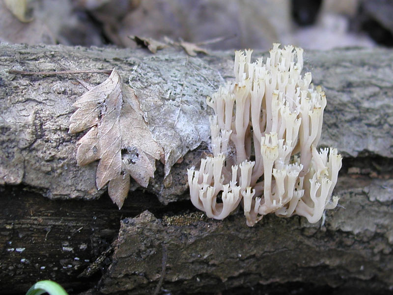 Artomyces pyxidatus