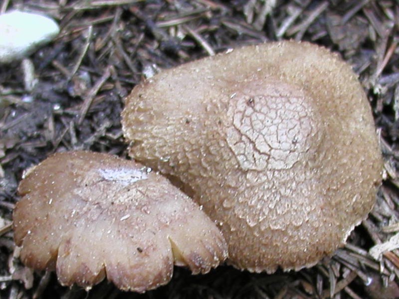 Inocybe pisciodora